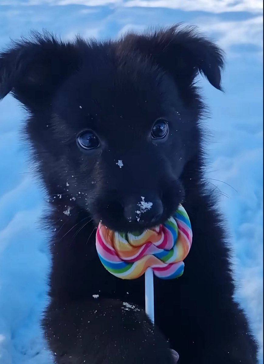 Puppies 🐶 tweet media