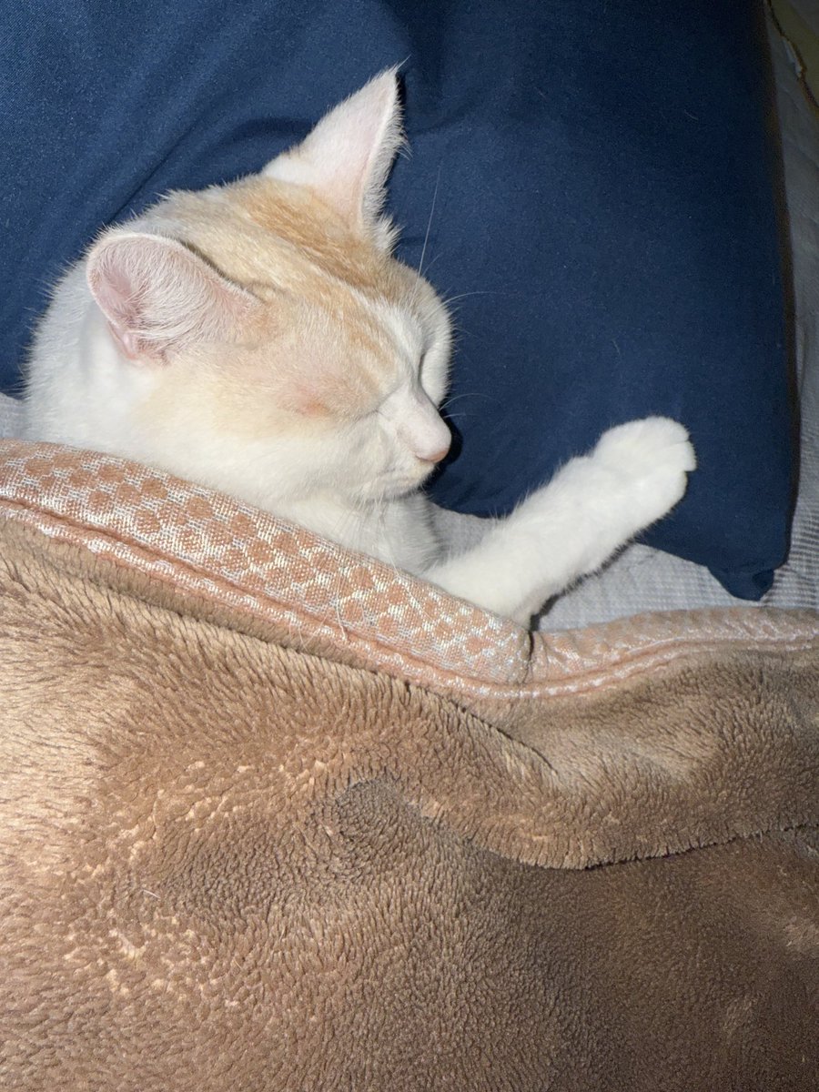 いやいやまろさん
そこ、ヨシ子の寝るとこー