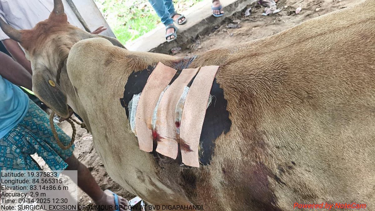 Surgical Excision of Tumour of cow of Sri M Sarathi , successfully done at VD Digapahandi, District Ganjam by a team of Veterinary Surgeons led by Dr. Asutosh Choudhury, MVU, VAS, ASKA

<a href="/CMO_Odisha/">CMO Odisha</a> <a href="/MohanMOdisha/">Mohan Charan Majhi</a> <a href="/GokulanandaBJP/">GOKULANANDA MALLICK</a> <a href="/sureshvashishth/">Suresh Kr. Vashishth</a> <a href="/Vijaykulange/">Vijay IAS</a> <a href="/farddepartment/">Fisheries & ARD Department</a>