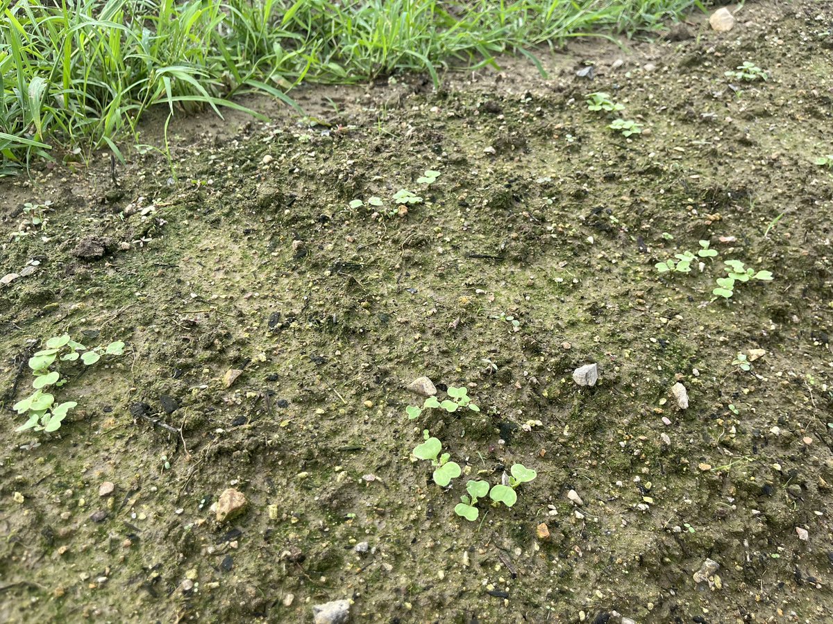 カブと大根発芽。カブはすじまきじゃなくて点まきにしたよ。いろいろ適当だけどちゃんと収穫まで辿り着けるかしら。。。