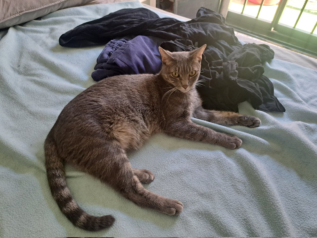 Felinarium_'s tweet photo. Yo: Voy a dejar esta ropa aparte para cepillarla y quitar los pelos.
Crocanti: ¡Más pelos! 😸 https://t.co/tQq8fBM0EN