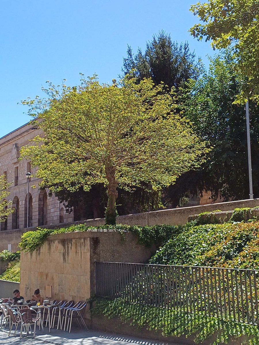 Lovely little tree in Salamanca 
<a href="/WoodlandNomad/">TC🌳</a> #tree