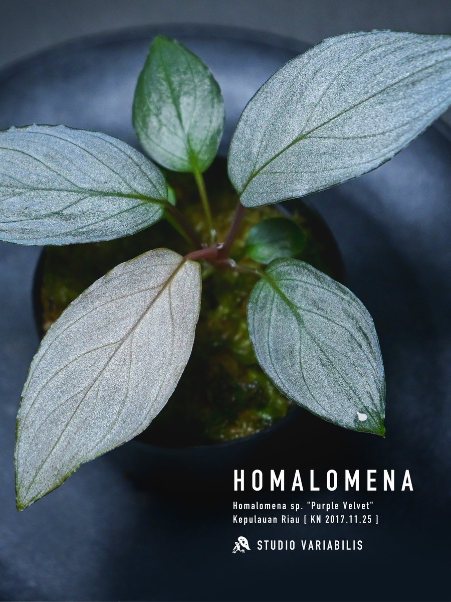Homalomena sp. "Purple Velvet" Kepulauan Riau [ KN 2017.11.25 ]

#ホマロメナ