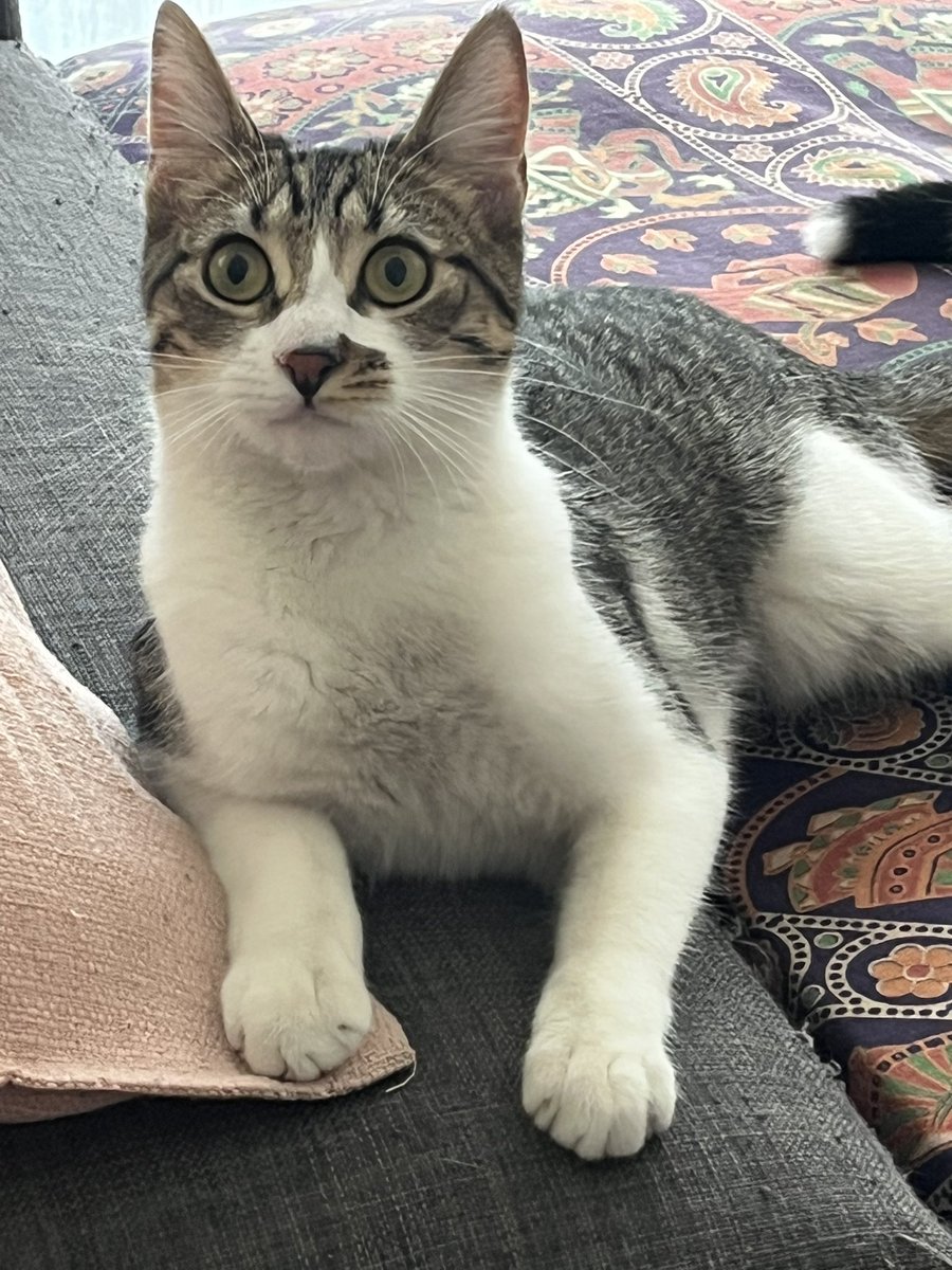 ॐ Oveja Gris 𓂀 tweet media