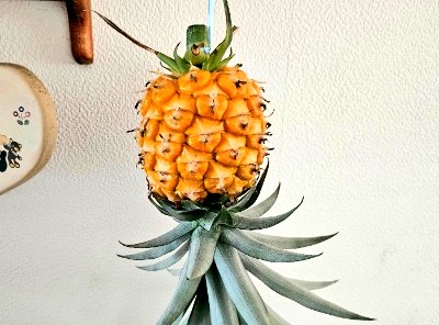 パイナップル - Search / X