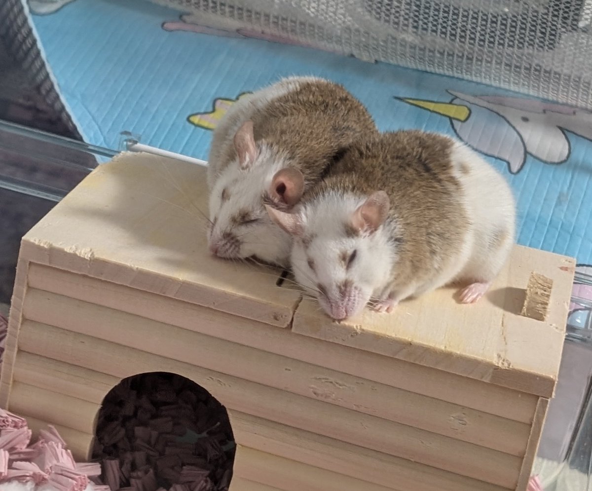 マーちゃん(ヤワゲネズミ)、ペレット嫌いだから皿から全部放り投げて好きな餌だけにしてしまう
おほほ、やってくれますね☺

こやつらのイチャイチャ＆擬似交尾も見慣れてきた~