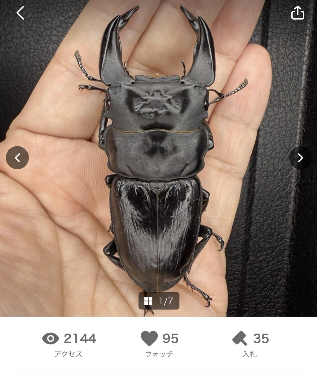 ルカニダエ (@cyberdorcus) / Posts / X