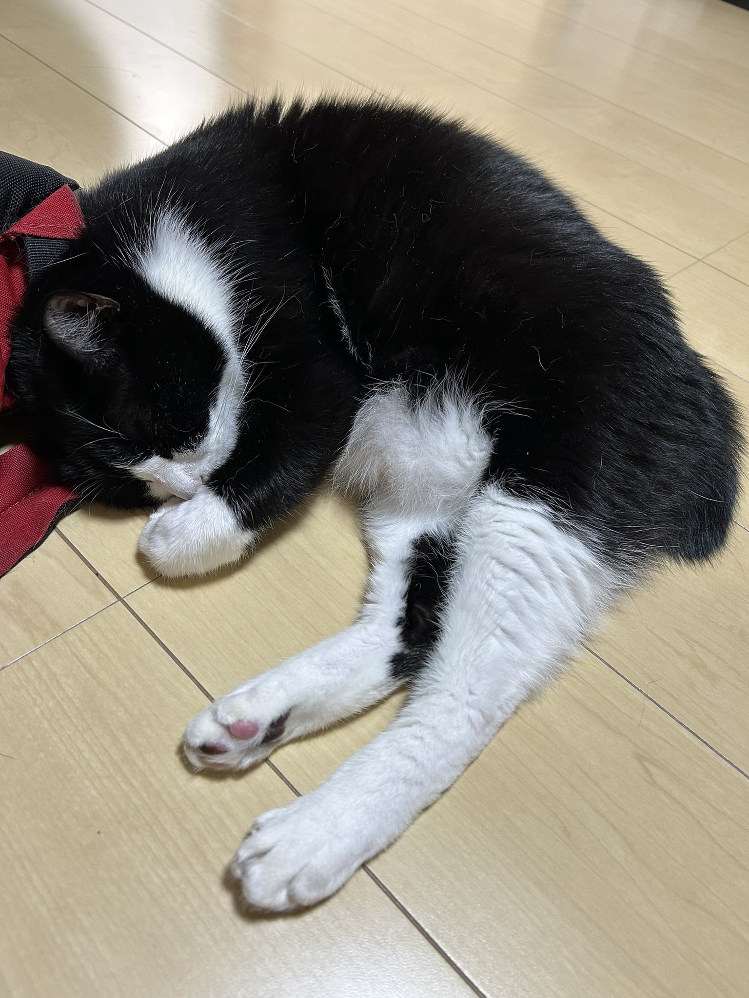 ねこ好き 猫のさだはる on X: 