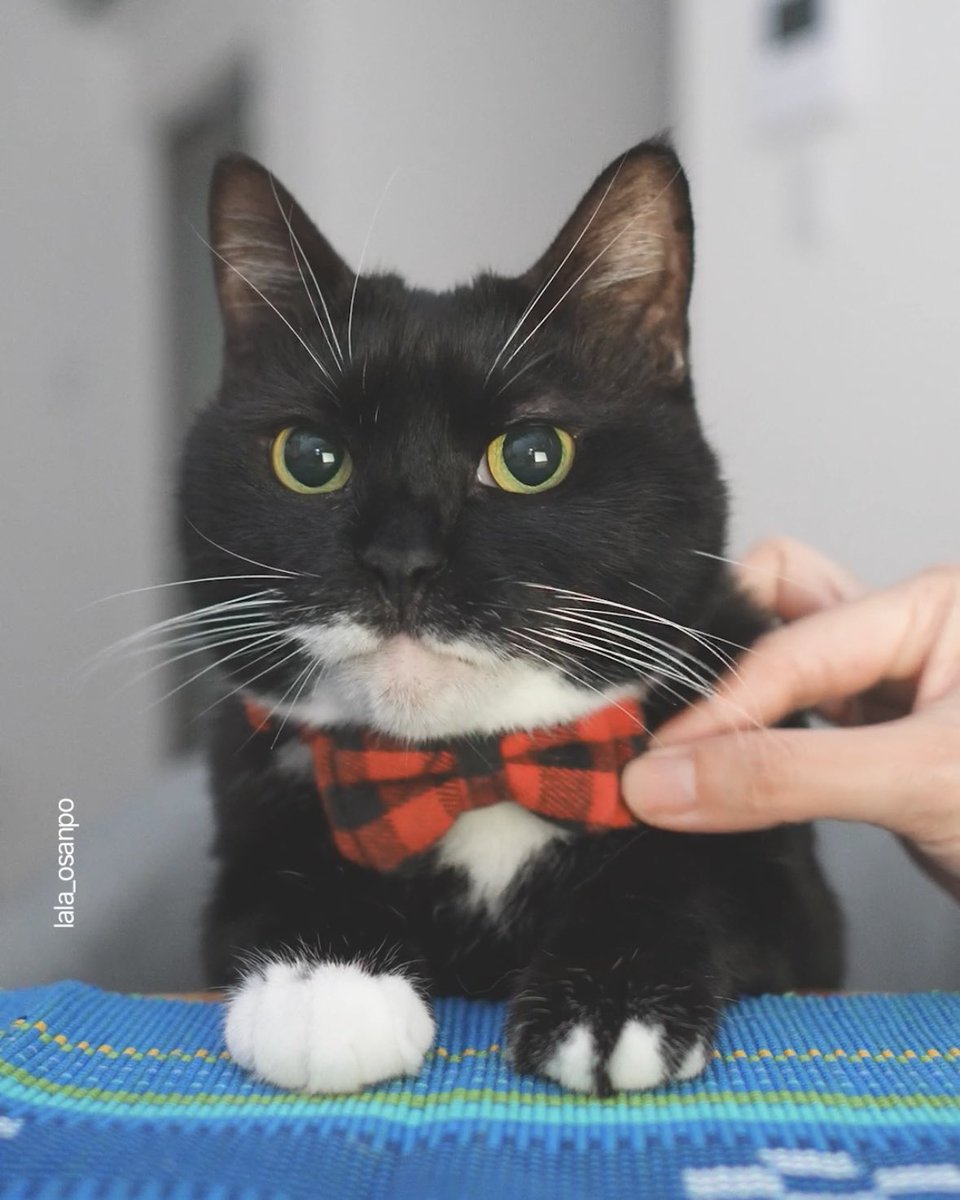 島に猫と。 (@lala_osanpo) / Posts / X