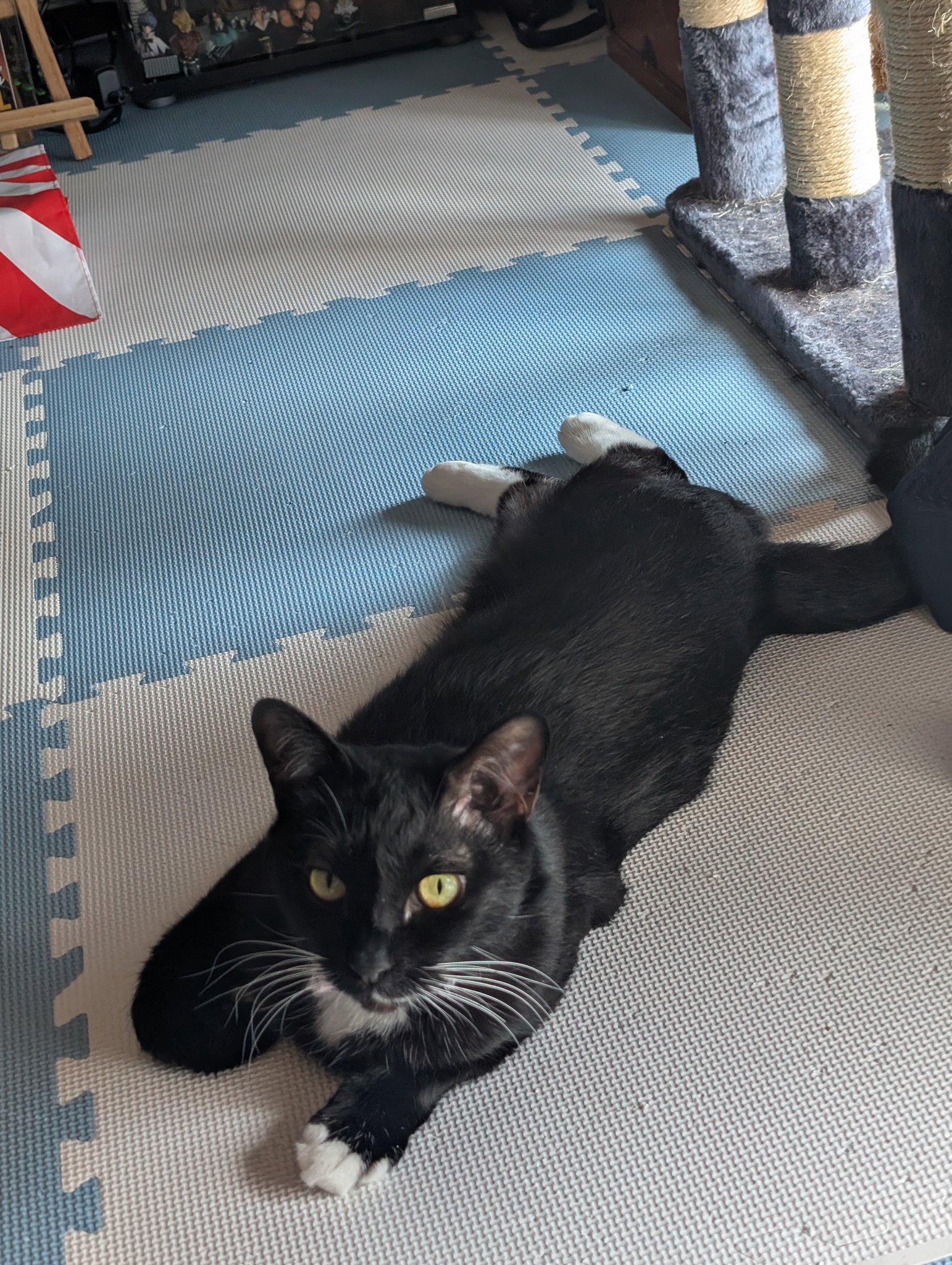 yama@猫飼っています　　修理、連絡ページ yama@猫飼っています 修理、連絡ページ yama@猫飼っています
