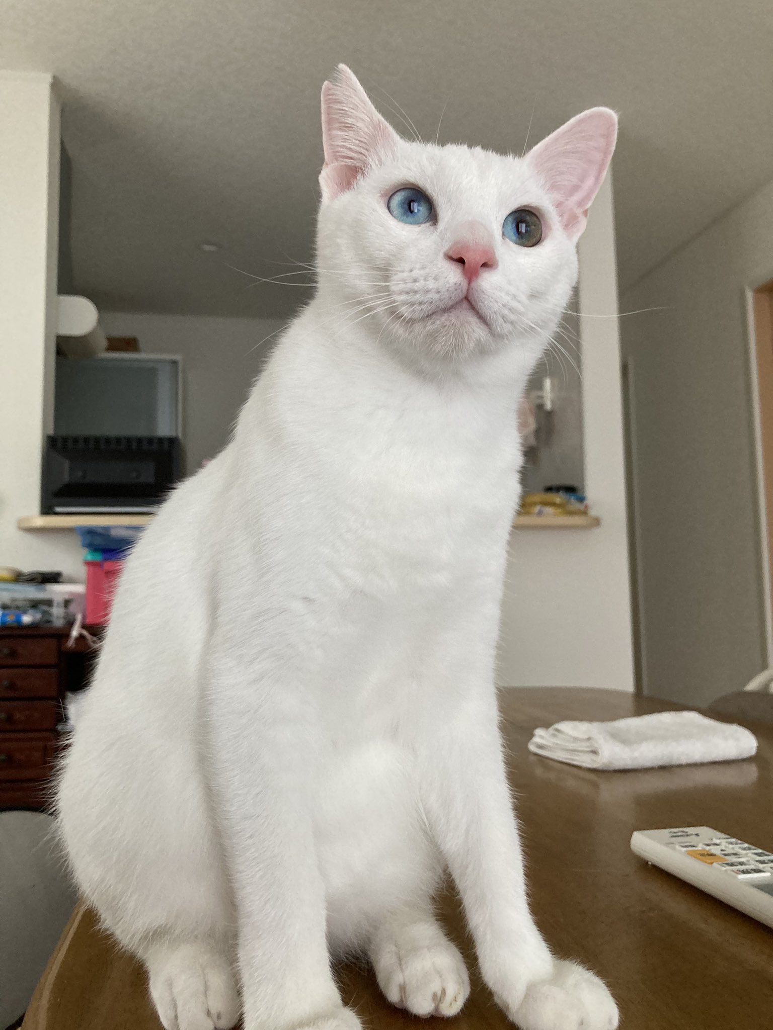 萌猫 白黒はちわれ猫🐈‍⬛ ＊ すんとしたお澄まし顔です🙂 無性にはち