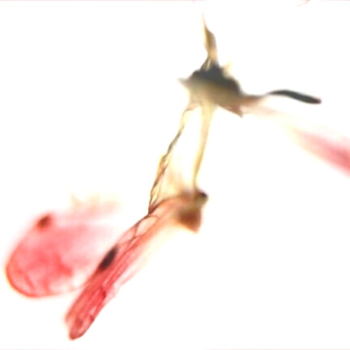 𝒞ecilia tweet media