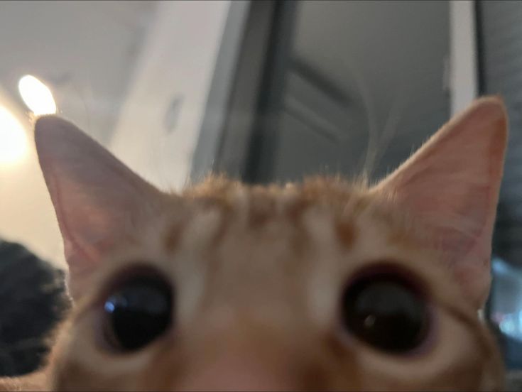 PASTELHOLLOWS's tweet photo. / está muy liiiiindooooo

no volverás jamás a oprp? https://t.co/5MJBBrRVPk