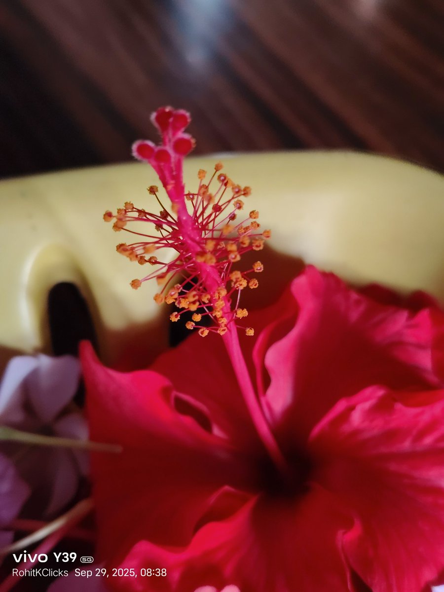 ROHITKUMBHOJKAR's tweet photo. And they Speak again in the Morning.
#FlowerSpeaking
#theme_pic_India_flowers
#theme_pic_India_macro
#RohitKClicks https://t.co/NLY6o7eqfM