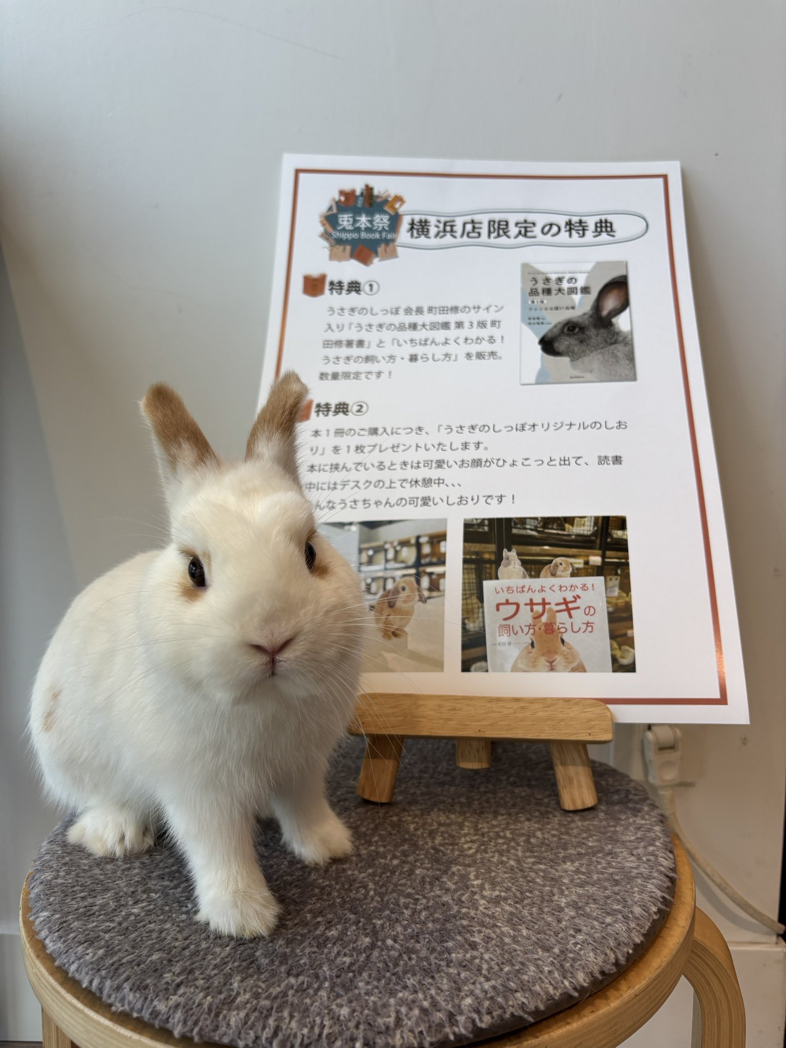 うさぎ関連用品　うさぎのしっぽ購入品等 うさぎのしっぽ」新店OPEN。。。│好き勝手しほーだい！