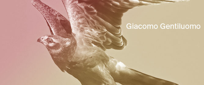 🚀 New Research Alert!🚀
 From Nest to  Nest: High-Precision GPS-GSM Tracking Reveals Full Natal Dispersal  Process in a First-Year Female Montagu’s Harrier Circus pygargus 
📷mdpi.com/3436824
#OpenAccess #birds