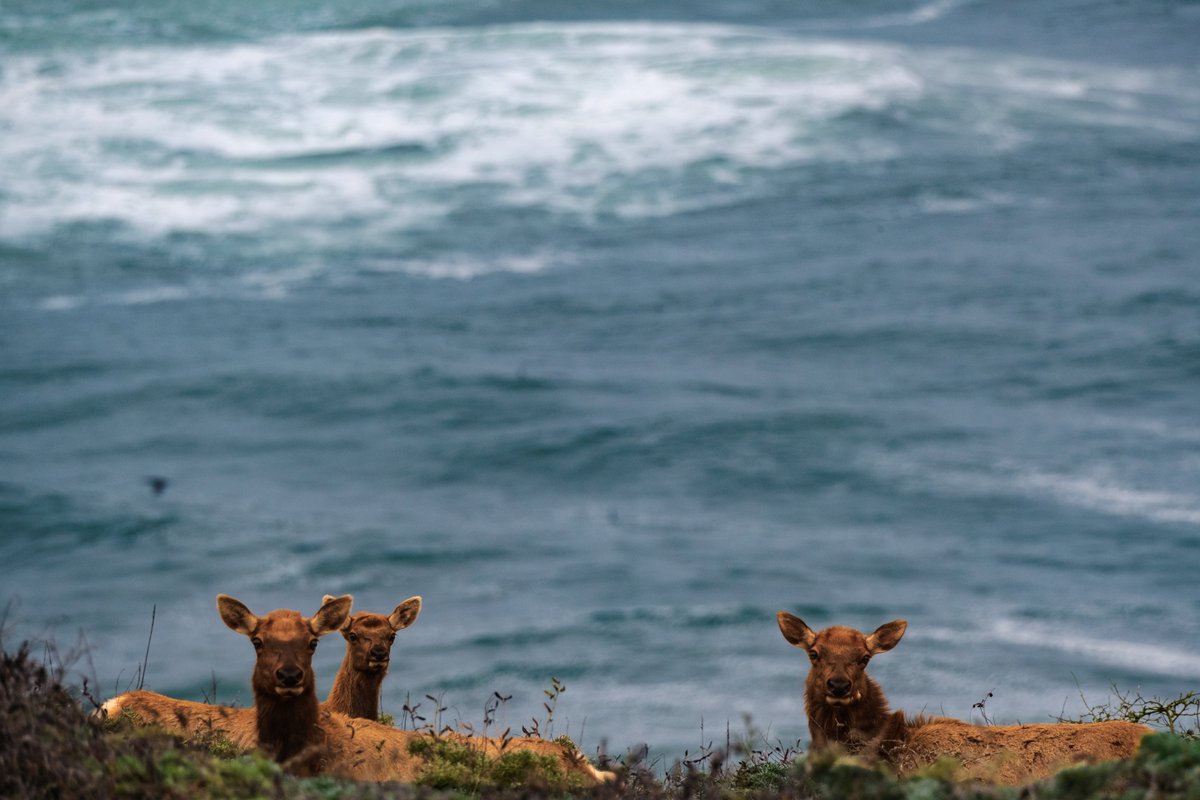 🦌 #fujifilm #xf150600