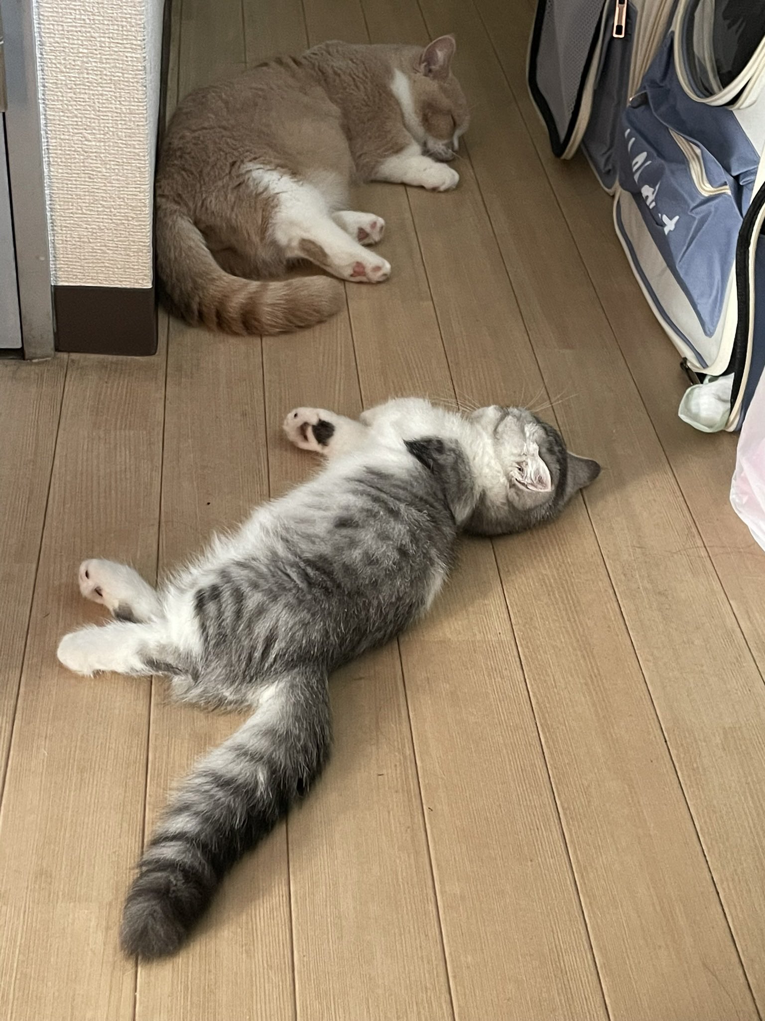 ちびねこ 直接受け渡し ちびねこ 直接受け渡し ちょびをなでなで 250316 - YouTube