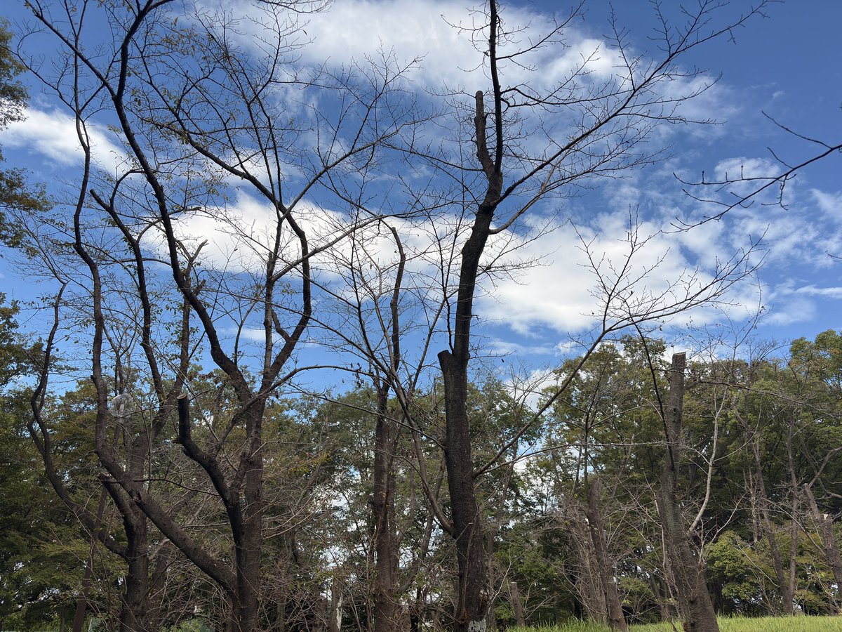 ワンチャンエゾビタキに期待するもそー甘くない
平地にもモズが降りてきてる！