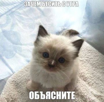 𝑾𝒆𝒓𝒆𝒘𝒐𝒍𝒇 tweet media