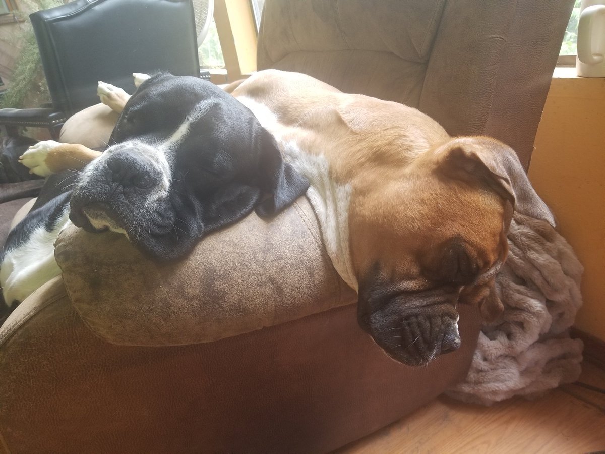 Leeevan84442449's tweet photo. Archer and Henry says its that darn Monday again friends we hope you all had a wonderful weekend and had lots of fun friends! https://t.co/xWhbpA3sC6
