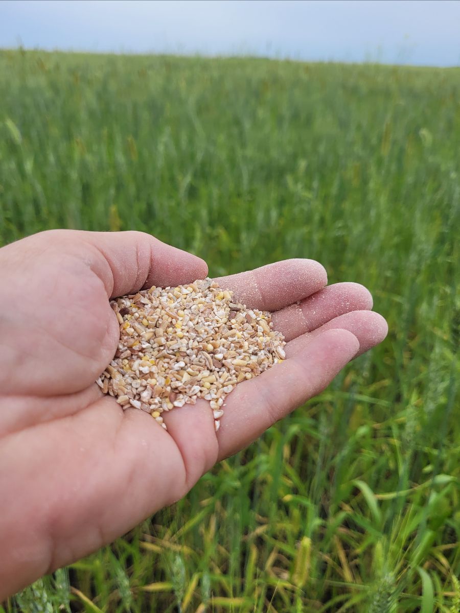 graincollab's tweet image. One week to go! 🙌 - mailchi.mp/graincollabora…