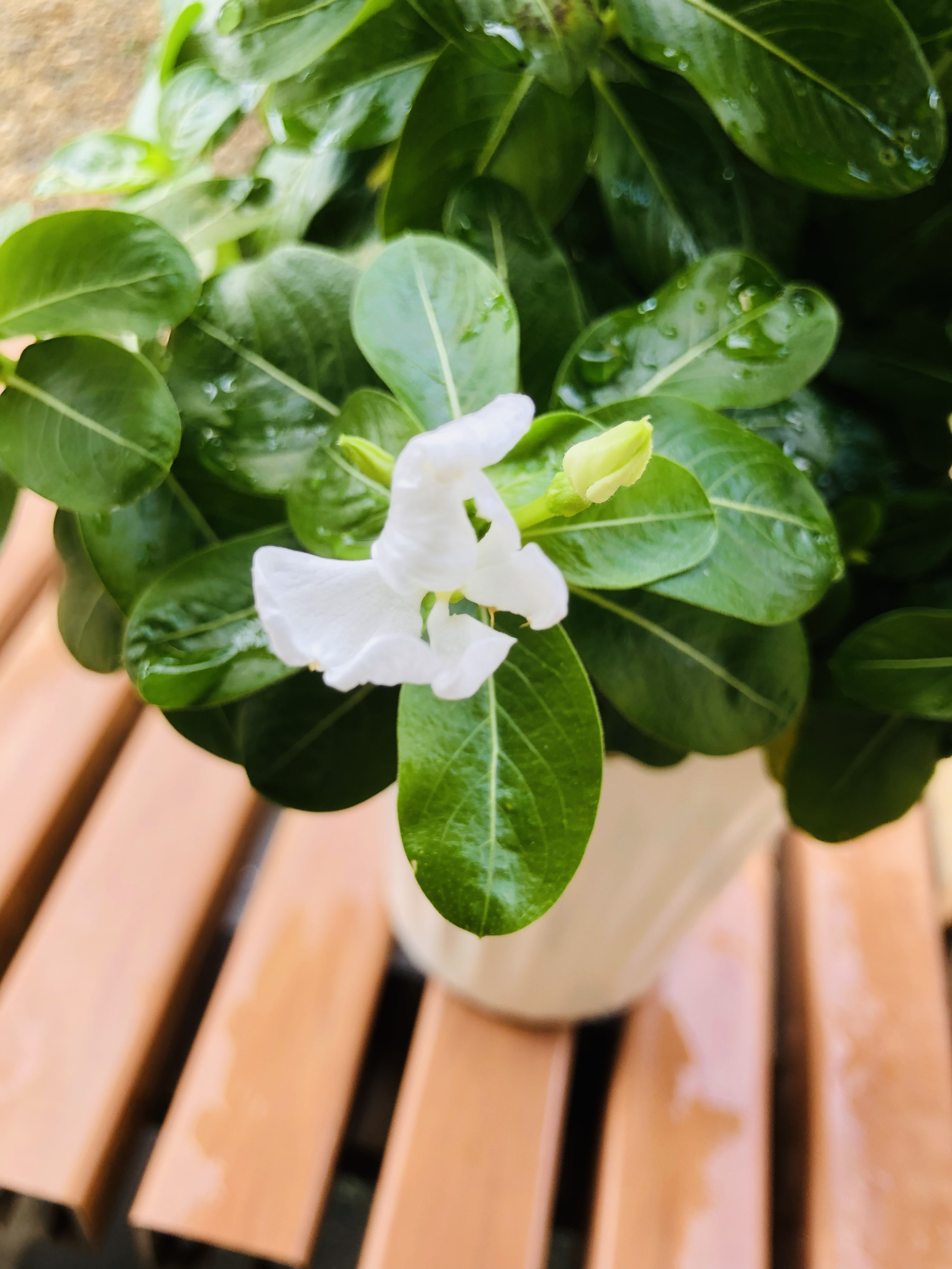 草もみじ(えのころぐさ) パステル画 草もみじ(えのころぐさ) パステル画 パステル画 紅葉の風景画