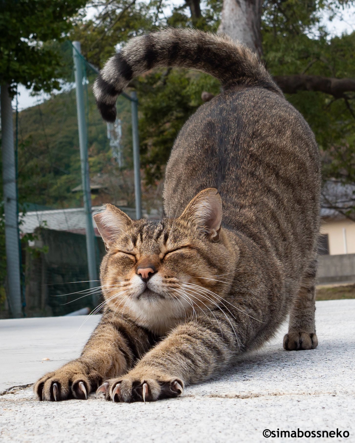 ねこねこ 様 simabossneko 写真集「島にゃんこ」発売中 (@simabossneko) / X