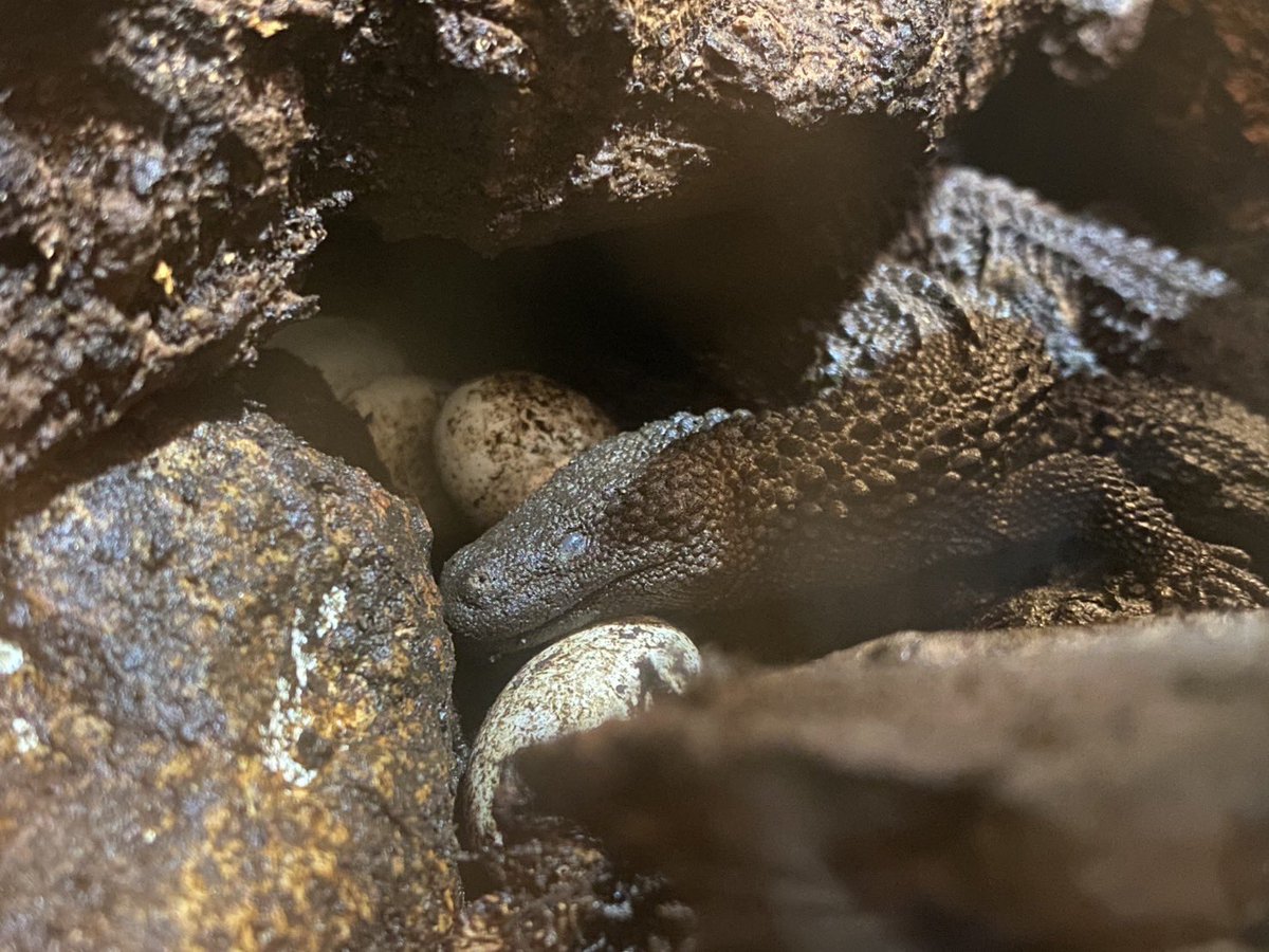 iZoo_iZoo_'s tweet image. 今年もミミナシオオトカゲ（Lanthanotus borneensis）が産卵しました🦎

かつては幻のトカゲと言われていた種類ですが、2014年に当園で世界初繁殖に成功してから11年連続での成功となっています。

今年も12年目の繁殖目指して卵を孵卵器へと移しました。
#爬虫類　#ミミナシオオトカゲ