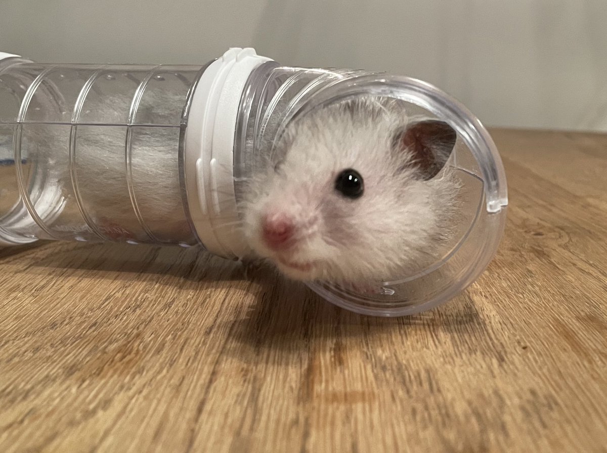 ｺｺﾄﾞｺﾀﾞ