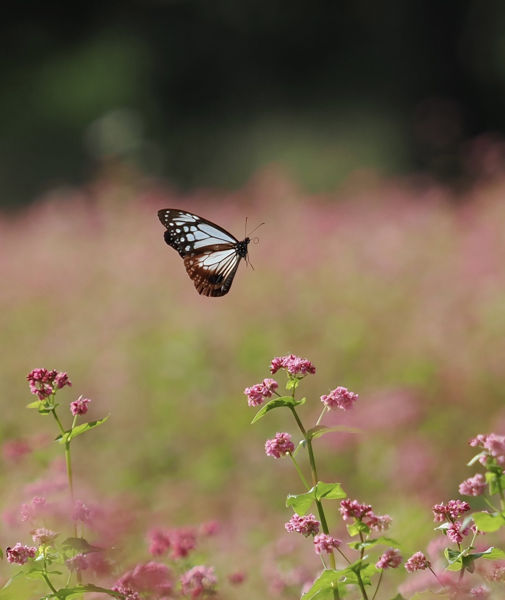 赤蕎麦の花 - Search / X
