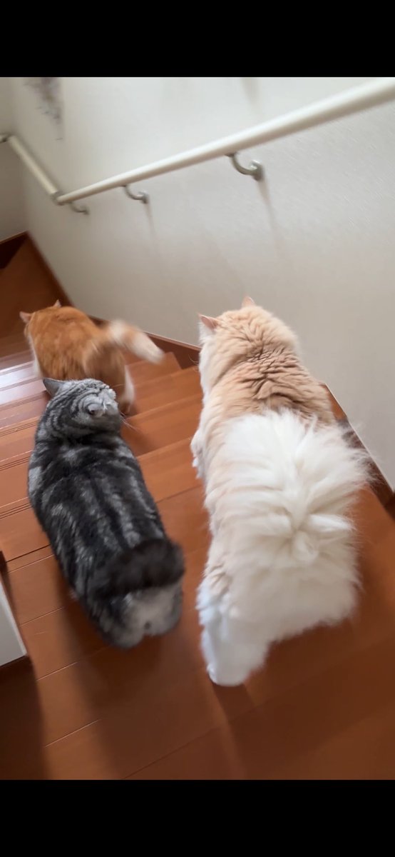 位置についてよう〜い…

あ〜お兄ちゃんフライング😾😾

#猫のいる暮らし𓏲𓎨