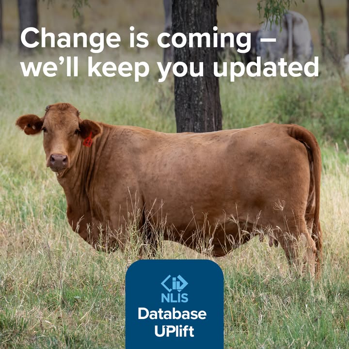 For National Livestock Identification System (NLIS) Database users, we know how important it is to be aware of upcoming changes. Our team is working to: 
➡️Keep you informed.
➡️Support you through the change.
➡️User testing.
More information: bit.ly/40sDYvL 👈