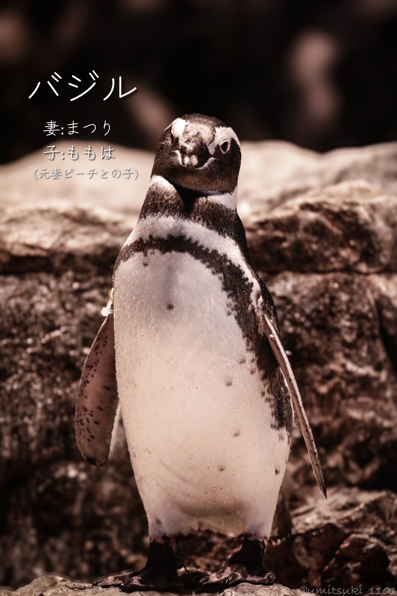 すみぺんページ すみだペンギン相関図2025」公開中！｜すみだ水族館