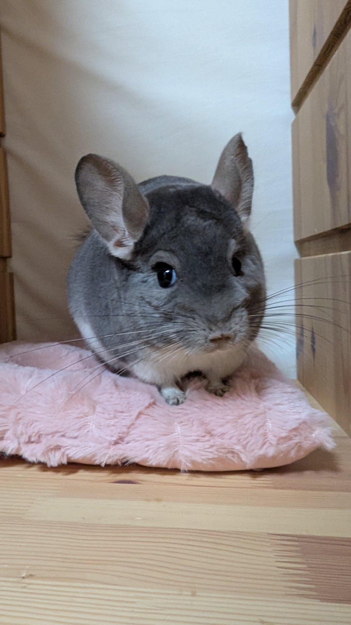 FOXEY チンチラ FOXEY フォクシー ベスト グレー ウール カシミヤ チンチラ
