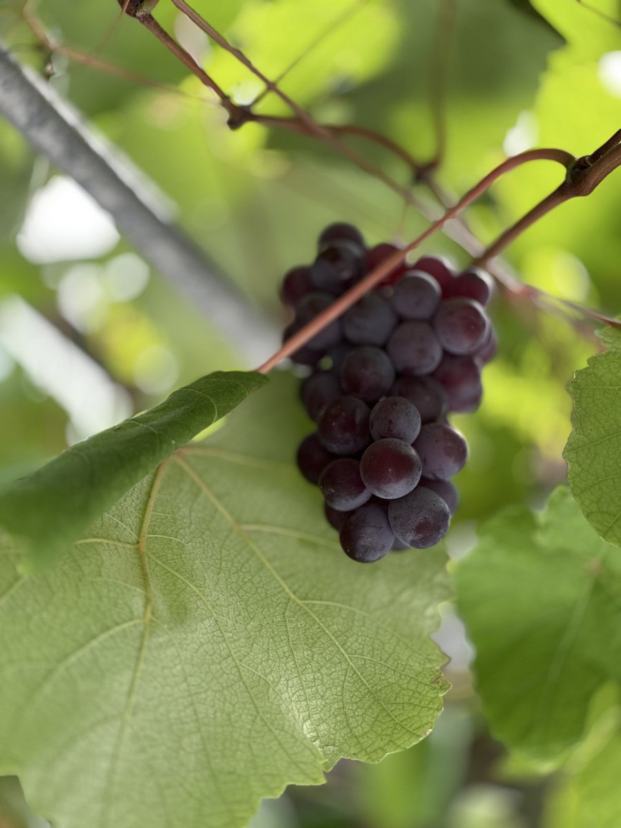 今年もあま〜い🍇が実りました。

おはようございます。