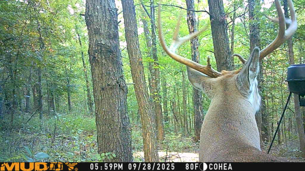 This little fella just set the trail camera off!