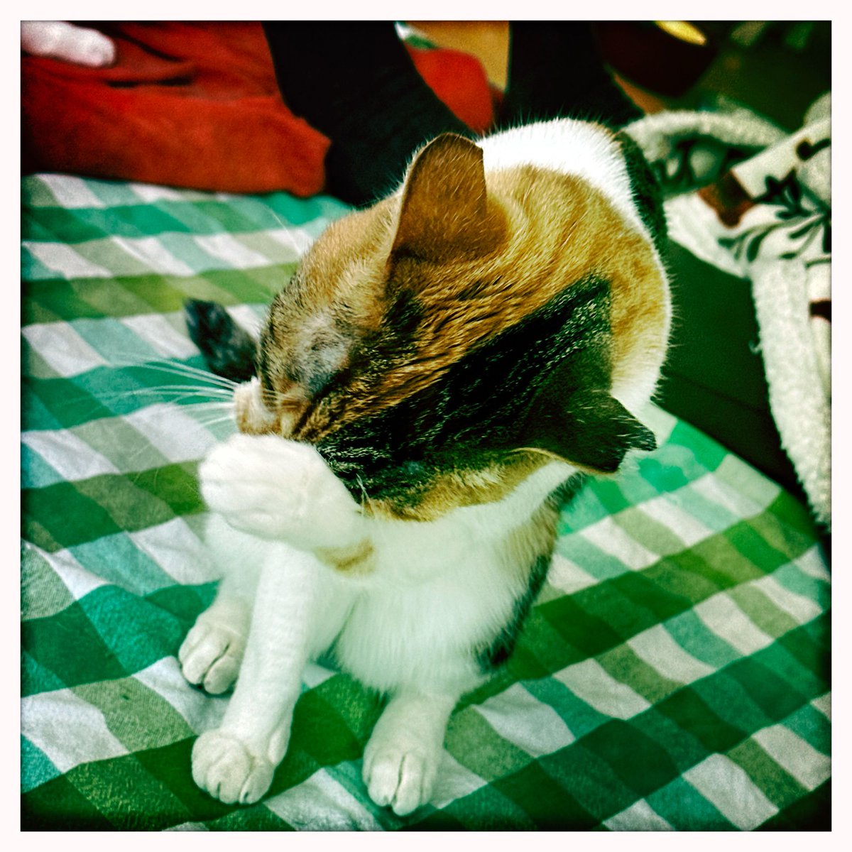 APOLLO 化け猫カフェ ver 展示品 APOLLO 化け猫カフェ ver 展示品 緋猫 on X: