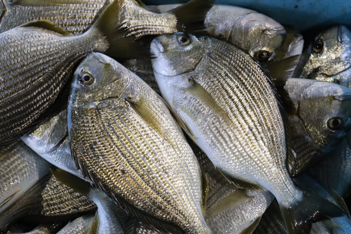 へんおじ The fresh Kagoshima fish box which came with two fish that