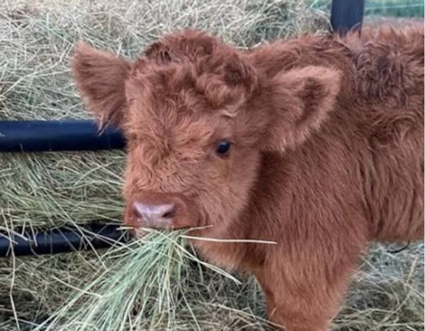 gyuro (@9yuro_k) on Twitter photo 