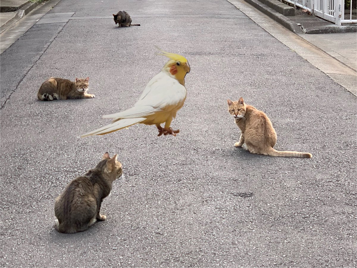 鳩子ページ/ご確認した上ご購入お願いします(❁´◡`❁) l_yd_hato1.jpg