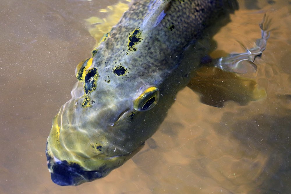 Keep Fish Wet tweet media