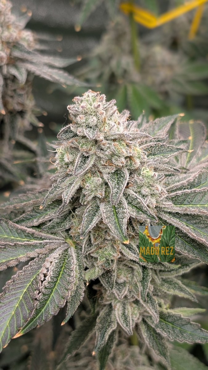 madd_rez's tweet image. Nova 91 🔭🌱 Day 63 looks great on her! Probably go another week, maybe 2? 💯 Bred by @breeder_j & @irvineseedco