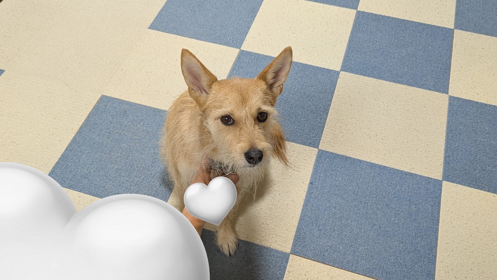 太陽と犬 2025-9-14 Xiaoxu's Mountain Life with Dogs 狗肉车上救下来的