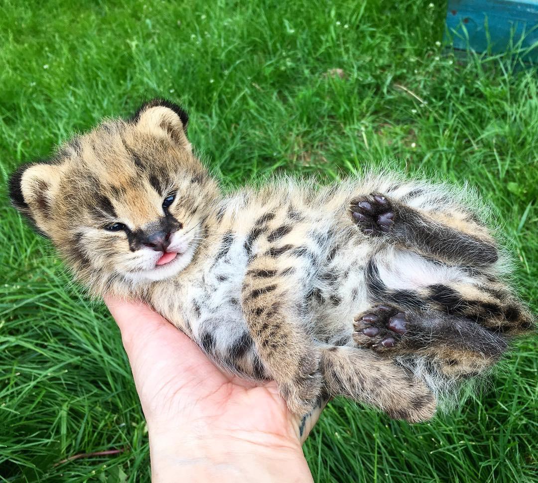 Serval Every Hour! (@servaleveryhr) on Twitter photo 