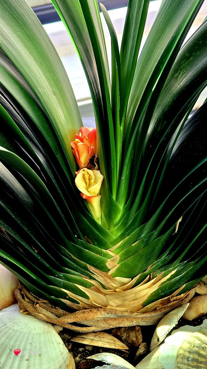 우리집 군자란~
아직 꽃대를 못올리고 있다
20년 층층 쌓인 잎사귀 사이에
빼꼼 얼굴이 끼였다💕😅