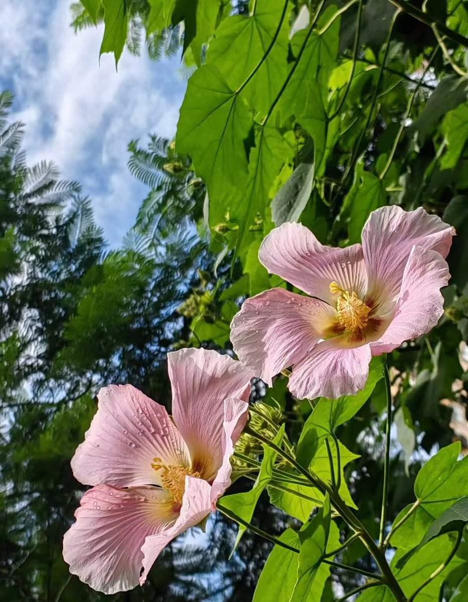 Alice166166's tweet image. 难得的好天气啊，早上好😊🌹