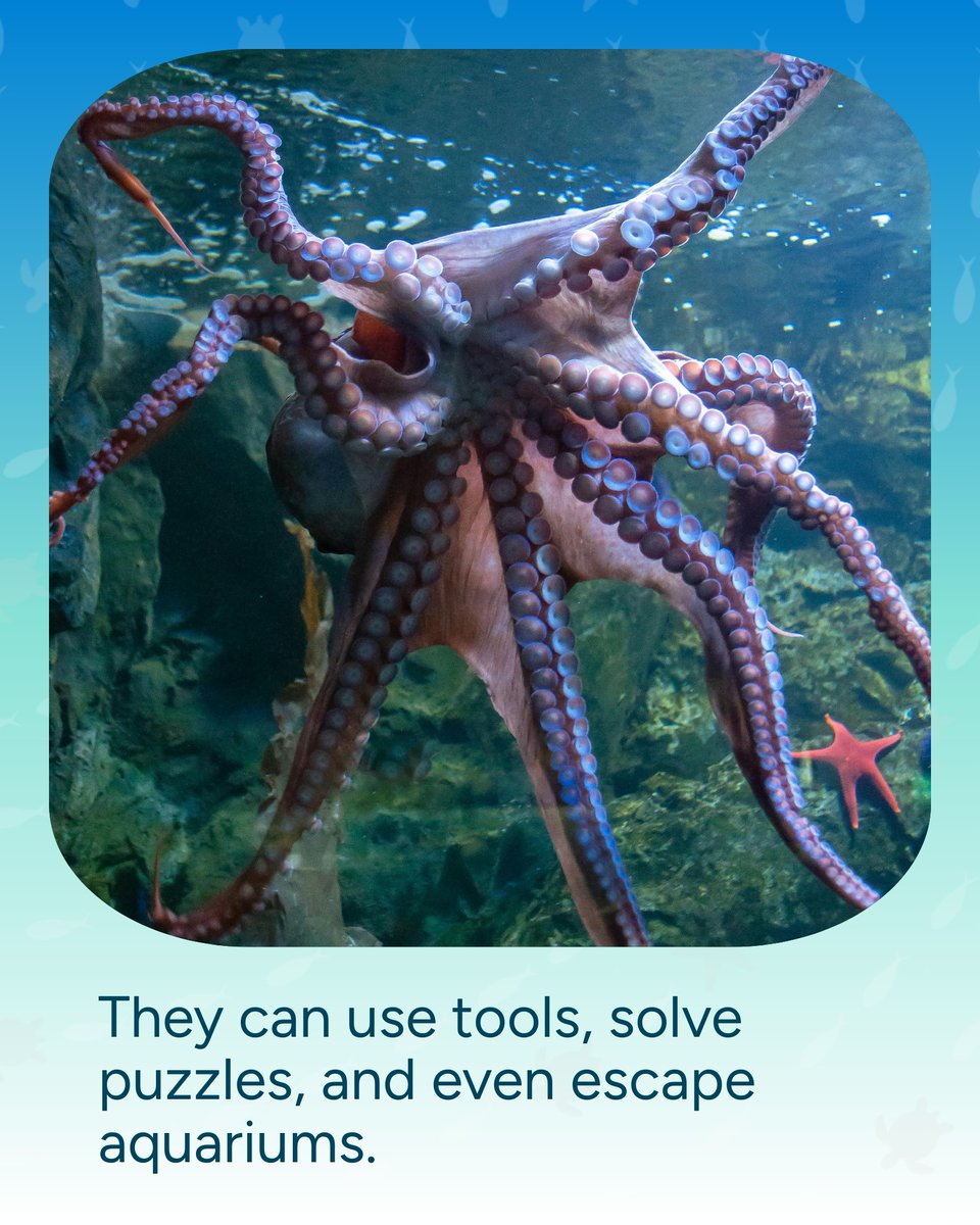 Wave_Browser's tweet image. Octopuses have 9 brains. 🧠 Eight for their arms, one central brain to tie it all together. Proof that the ocean is full of wonders we’re still learning about.
#DidYouKnow #OceanFacts #WaveBrowser #Octopus #OctopusFacts #FunFact