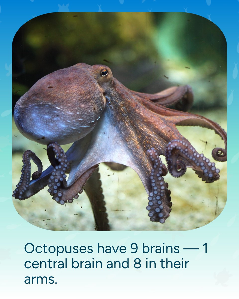 Wave_Browser's tweet image. Octopuses have 9 brains. 🧠 Eight for their arms, one central brain to tie it all together. Proof that the ocean is full of wonders we’re still learning about.
#DidYouKnow #OceanFacts #WaveBrowser #Octopus #OctopusFacts #FunFact