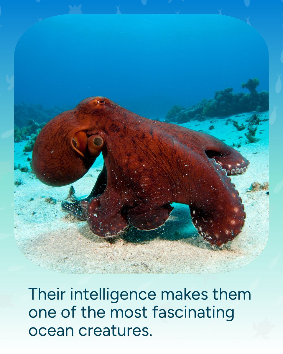Wave_Browser's tweet image. Octopuses have 9 brains. 🧠 Eight for their arms, one central brain to tie it all together. Proof that the ocean is full of wonders we’re still learning about.
#DidYouKnow #OceanFacts #WaveBrowser #Octopus #OctopusFacts #FunFact